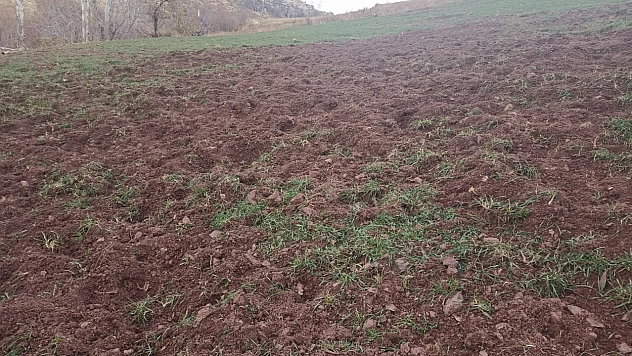 Malatya'da Domuzlar Çiftçilere Zor Anlar Yaşatıyor