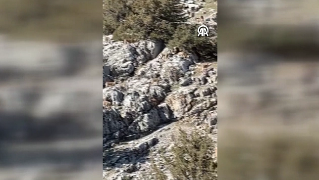 Malatya'da efsane manzara! Sürü halinde kameraya yakalandılar…