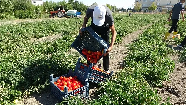 Malatya'da ekilmeyen toprak kalmayacak! Yüzde 75'ini devlet ödeyecek