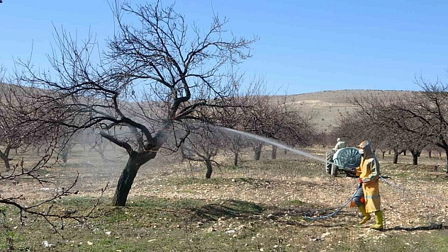 Kayısılar erken tomurcuklandı! Üreticiler ilaçlamaya başladı..!
