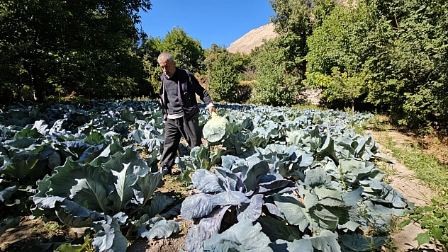 Malatya'da hasat başladı: Büyük şehirlerden sipariş yağıyor