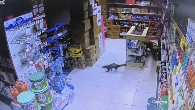 Malatya'da ilginç olay: Sansar markete girdi, Paşa peşine düştü