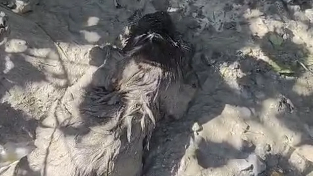 Malatya'da itfaiye mahsur kalan köpeği son anda kurtardı