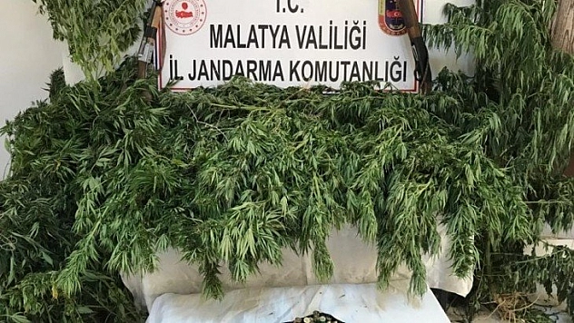 Kenevir operasyonu