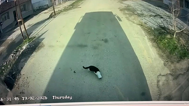 MOTAŞ Şoföründen Örnek Davranış:  Kedinin Hayatını Kurtardı