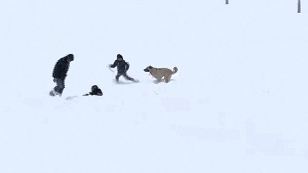 Malatya'da karın tadını çocuklar ve köpekler çıkardı