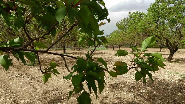 Malatya'da kayısı ağaçları küllerinden doğdu: Üreticiler umutlandı!