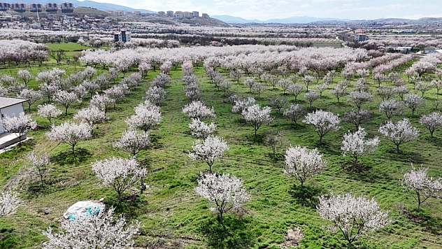 Malatya'da kayısı bahçelerinde yalancı çiçek tedirginliği...