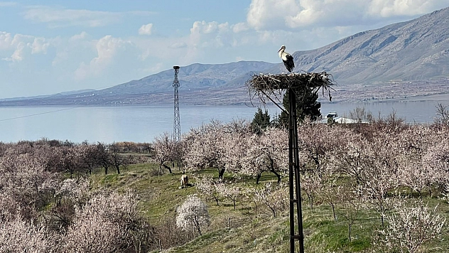 Malatya'da kayısı çiçeklerinin arasında görüntülendiler! Doğaseverleri hayran bıraktılar