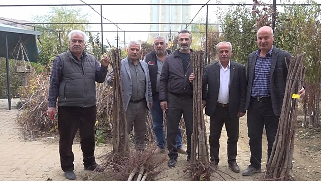 Malatya'da kayısı fidanı 125 TL'den satılmaya başlandı