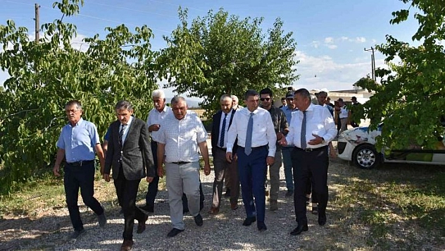Kayısı hasadı sürüyor