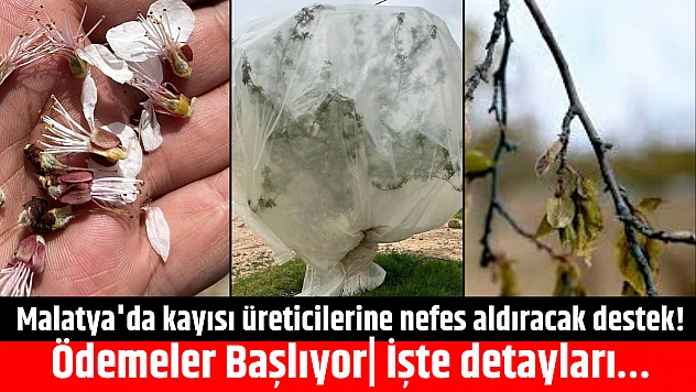 Malatya'da kayısı üreticilerine nefes aldıracak destek! Ödemeler Başlıyor| İşte detayları…