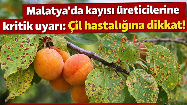 Malatya'da kayısı üreticilerine kritik uyarı: Çil hastalığına dikkat!