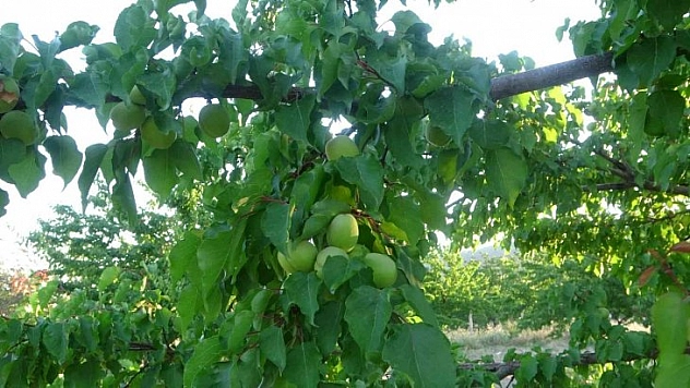 Üretici hasat için gün sayıyor