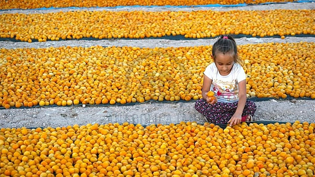 Malatya'da kayısı üreticisine müjde: 219 milyon TL destek verilecek, 15 gün sonra hesaplarda