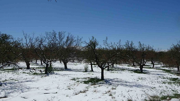 Malatya'da zirai don kabusu geri döndü! Kayısı çiçekleri kar altında kaldı