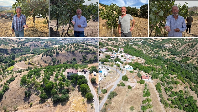 Malatya'da kayısıya alternatif olsun diye 200 yıllık ağaçlar aşılanıyor