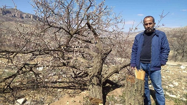 Kayısı ağaçlarını kestiler