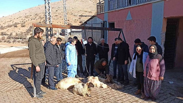 Yetiştiricilere kırkma eğitimi
