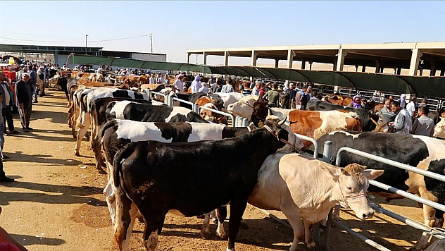 Malatya'da kurban kesecekler dikkat! Kurallar netleşti| Kurallara uymayanlar yandı