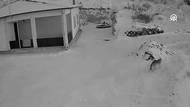 Malatya'da kurt alarmı: Aç kalınca yerleşim yerlerine indi