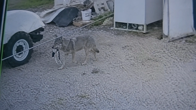 Malatya'da kurt yerleşim yerlerine indi