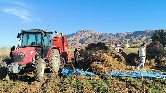 Malatya'da kuru fasulye hasadı başladı