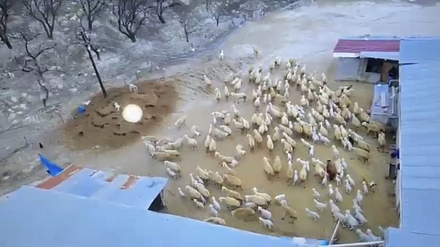 Malatya'da Kuzu Doğumları Sürüyor