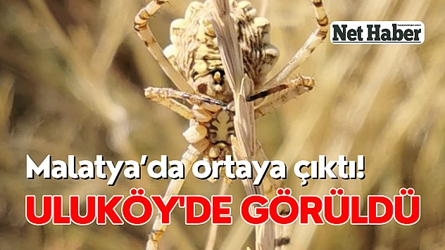 Malatya'da ortaya çıktı! Uluköy'de görüldü