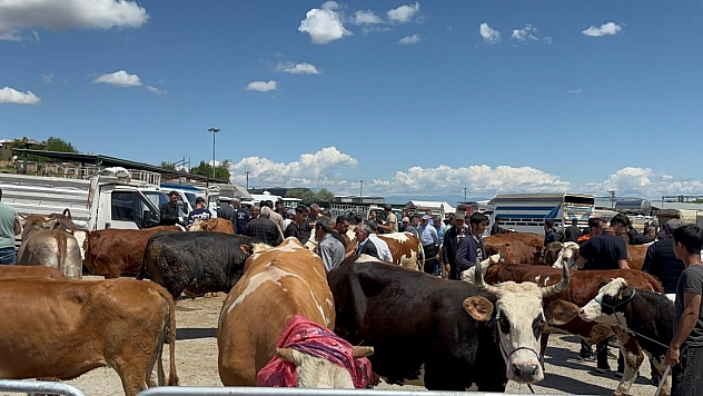 Malatya'da Paşaya Alıcı Çıkmadı