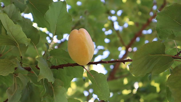 Malatya'da rekolte fazla tüccarlar yan gelip yatmasın!