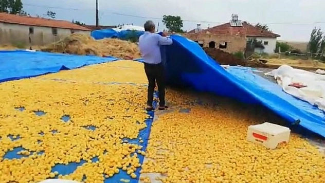 Yağış kayısı üreticilerini vurdu