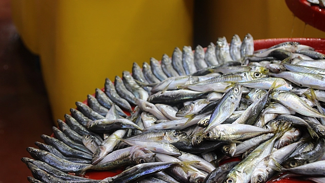 Malatya'da sezonu açıldı: Peki balık fiyatları nasıl? İşte en çok satılan balıklar ve fiyatları...