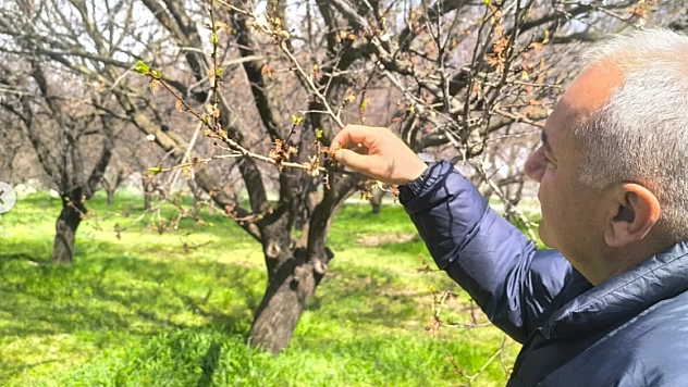 Zirai don uyarısı yapılmıştı: Malatya'da kayısı bahçelerinde ilk inceleme!