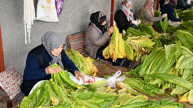 Malatya'da üretici dertli Maliyetler arttı fiyatlar düştü