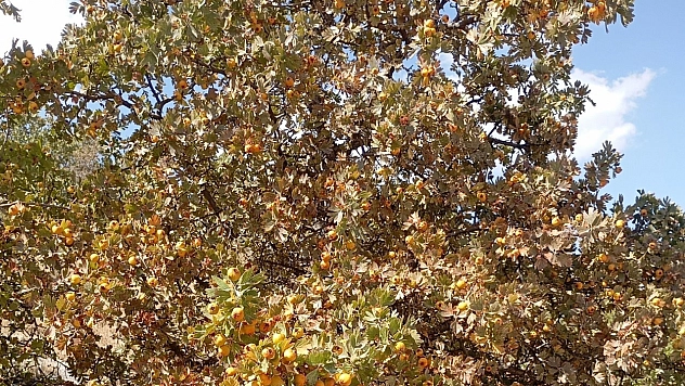 Malatya'da üreticinin ek gelir kapısı oldu...Sadece tazesi değil, sirkesi ve turşusu da rağbet görüyor