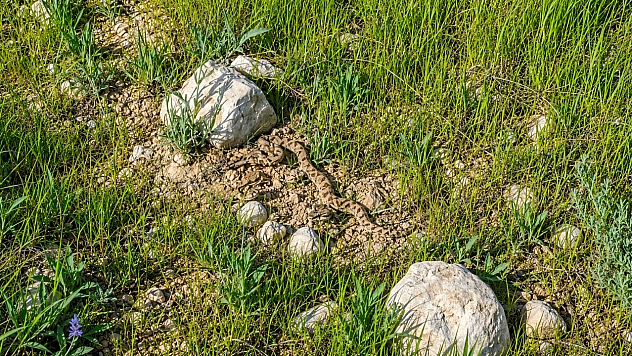 Malatya'da ürküten görüntü! Bayramda bahçelere akın edenler dikkat!