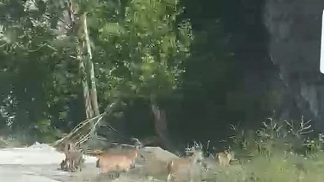 Malatya'da koruma altındaki yaban keçileri karayoluna indi!