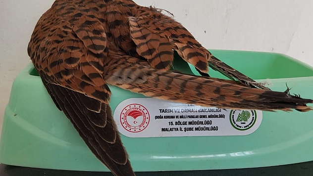 Malatya'da Yaralı Bulunan Şahin Tedaviye Alındı!