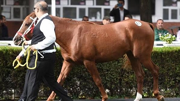 Malatya'da yetişti! Bursa'da görücüye çıktı… 14,3 Milyon TL kazandırdı