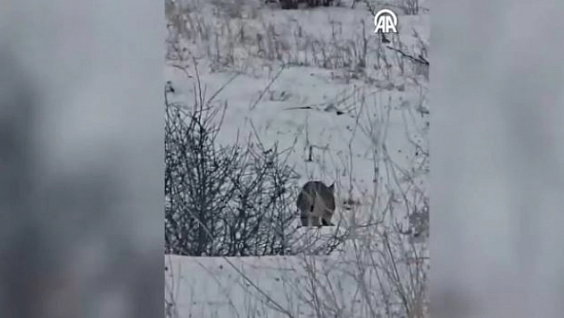 Malatya'da yiyecek arayan vaşak kameralara yansıdı