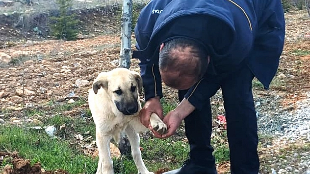 Malatya'da yürekleri ısıtan kare: Yaralı köpeğe MOTAŞ görevlisi yetişti