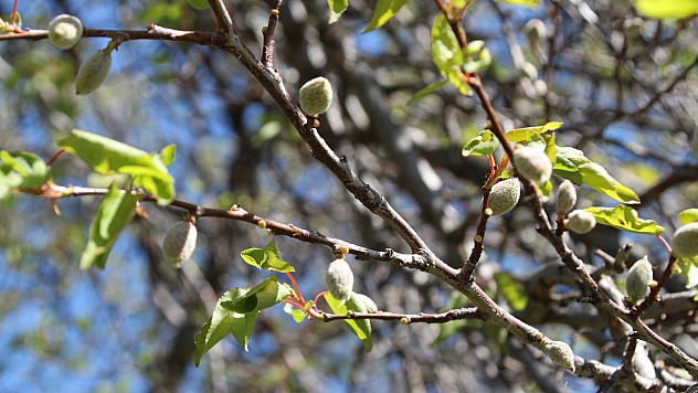 Malatya'da zirai dondan etkilenen çiftçilere müjde: Destek ödemesi için tarih netleşiyor!