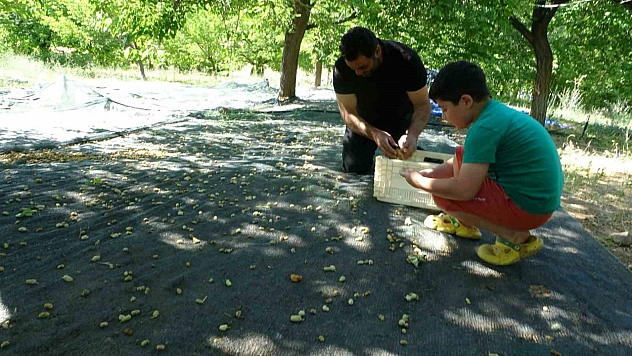 Malatya'da zirai don vurmuştu | Barajdan umut fışkırdı!