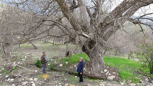 270 yıl geçti ama hala 300 kilo ceviz veriyor! Bu ağacın sırrı ne?