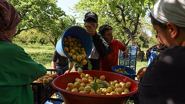 Malatya'yı vuran zirai don Iğdır'a yaradı