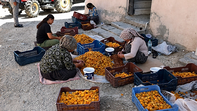 Malatya'daki kayısı üreticilerinden tepki: 'Kuru kayısı en az 400 TL olmalı'