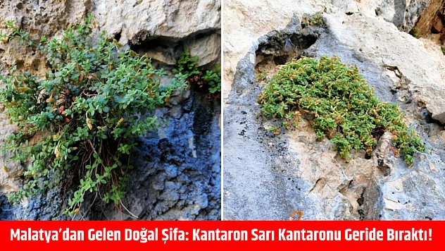 Malatya'dan Gelen Doğal Şifa: Kantaron Sarı Kantaronu Geride Bıraktı!