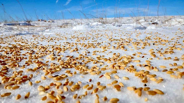 Malatya'da yaban hayvanları unutulmadı