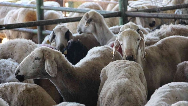 Hayvan pazarında hareketlilik başladı